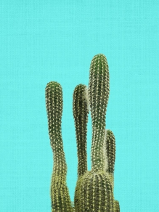 Picture of TURQUOISE CACTUS