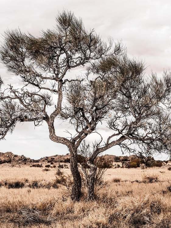 Picture of DESERT TREE