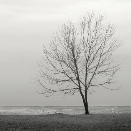 Picture of LAKESHORE TREE