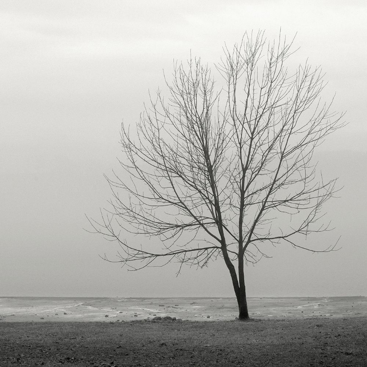 Picture of LAKESHORE TREE