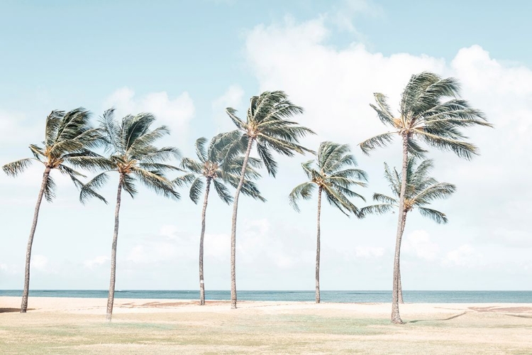 Picture of HAWAIIAN PALM TREES