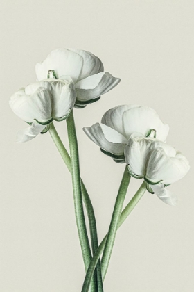 Picture of FOUR WHITE FLOWERS