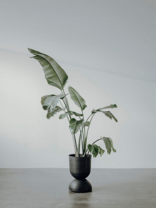 Picture of PORTRAIT OF A PLANT