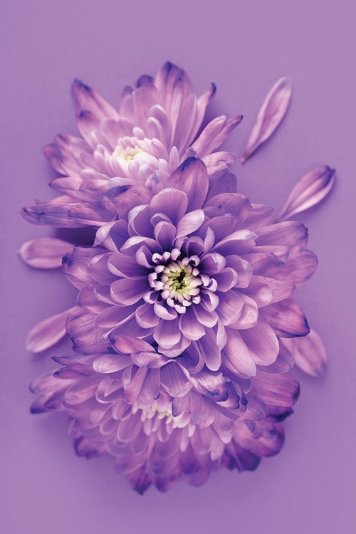 Picture of LAVENDER CHRYSANTHEMUMS