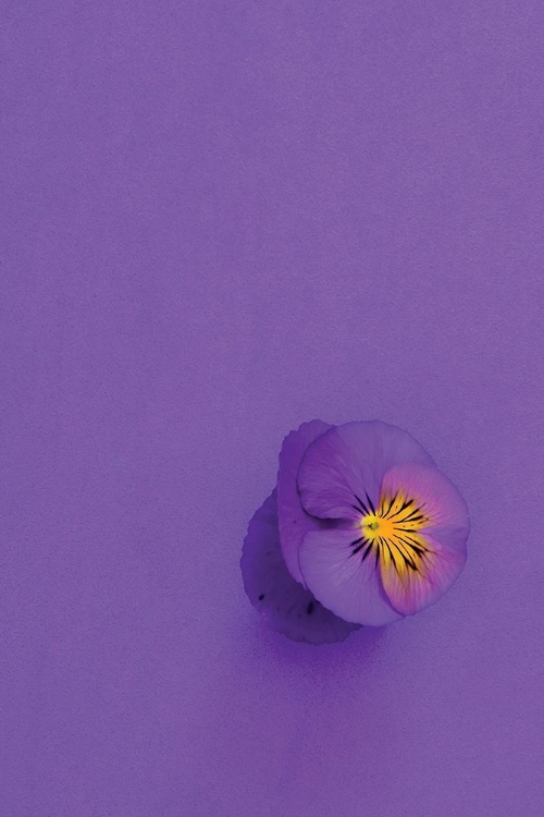 Picture of LAVENDER PANSY