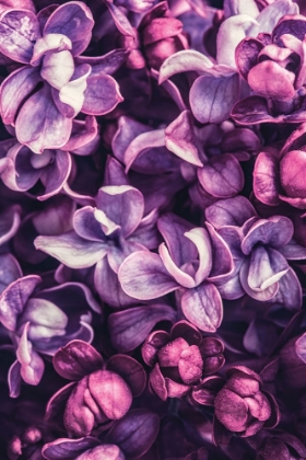 Picture of SHADES OF PURPLE