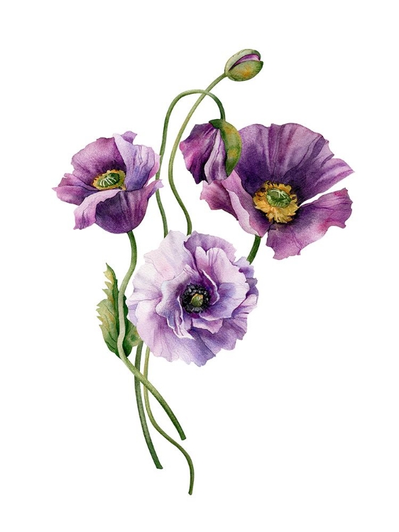 Picture of LAVENDER LISIANTHUS