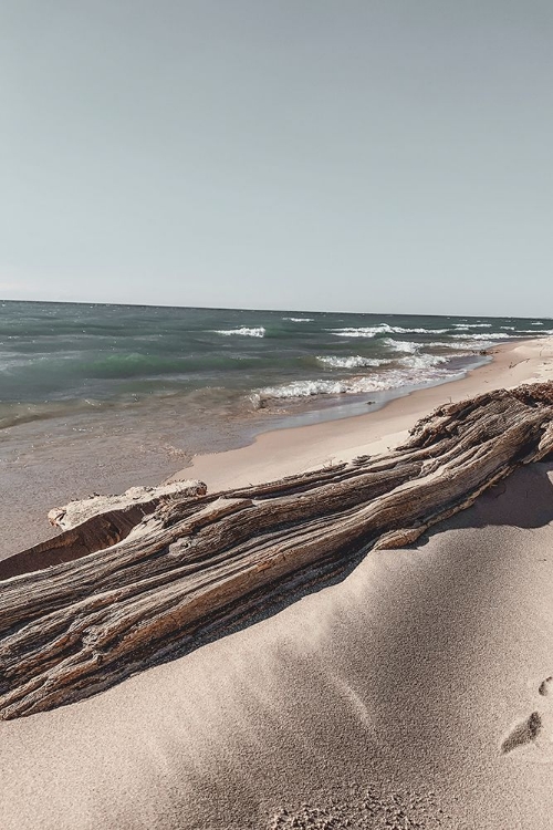 Picture of OCEAN BEACH DRIFTWOOD