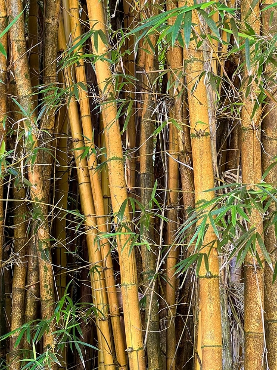 Picture of BAMBOO FOREST