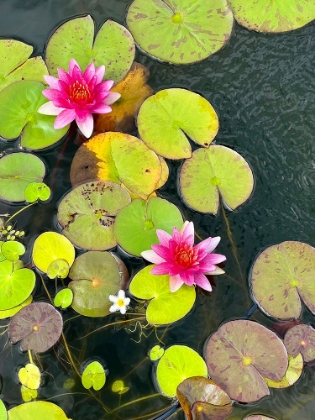 Picture of HANA REFLECTION POND