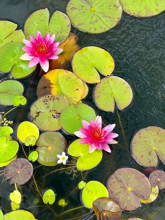 Picture of HANA REFLECTION POND