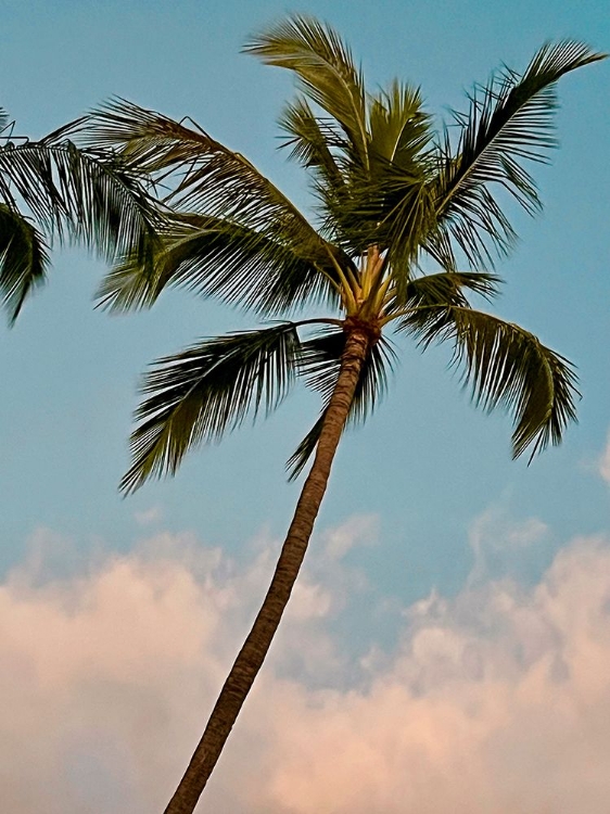 Picture of PALM IN WAILEA