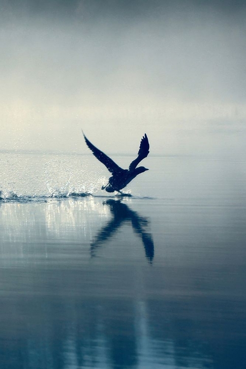 Picture of BIRD TAKING FLIGHT