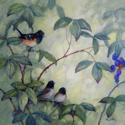 Picture of TOWHEE AND JUNCOS