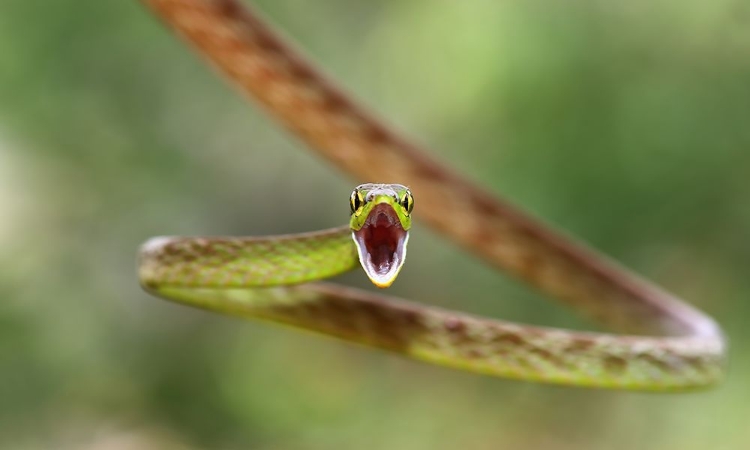 Picture of GREEN PARROT SNAKE - COSTA RICA