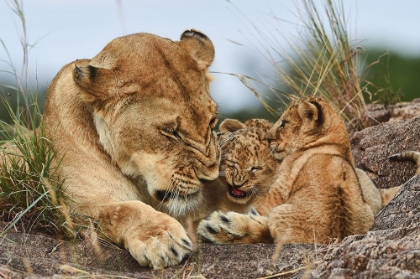 Picture of NOSTALGIA LIONESS WITH CUBS