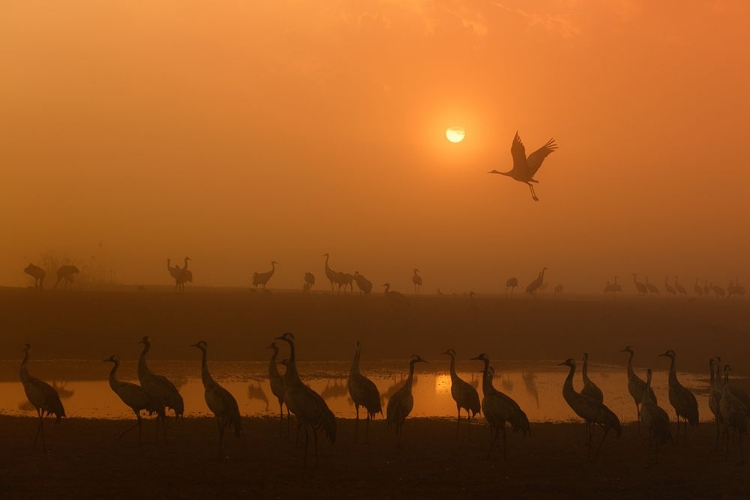 Picture of CRANES AT SUNRISE