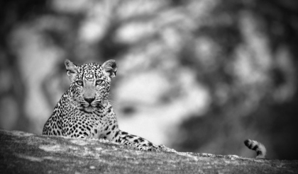 Picture of LEOPARD