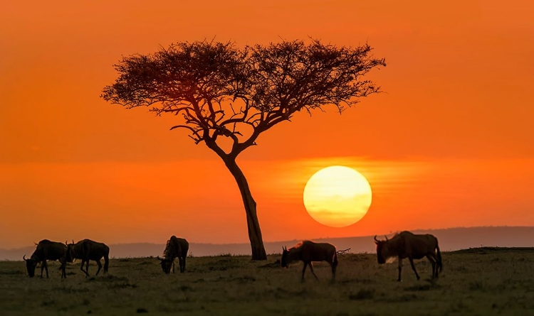 Picture of SAFARI SUNSET