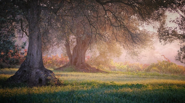 Picture of AUTUMN IN CATALONIA