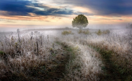 Picture of FROSTY MORNING