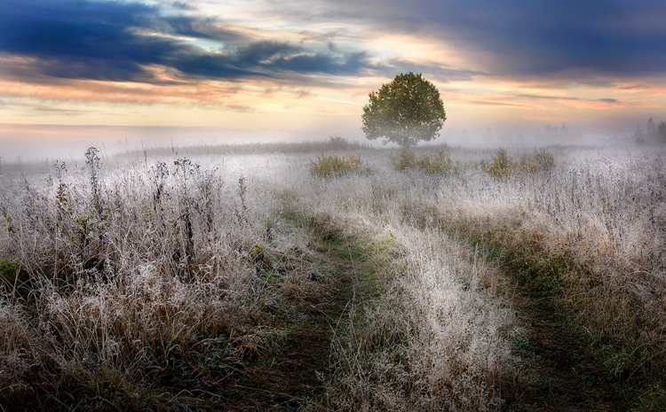 Picture of FROSTY MORNING