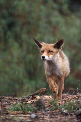 Picture of RAIN FOX