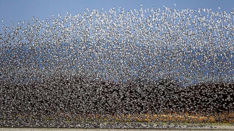 Picture of BIRD CURTAIN