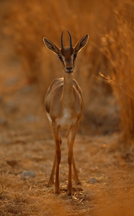 Picture of GAZELLA PORTRAIT