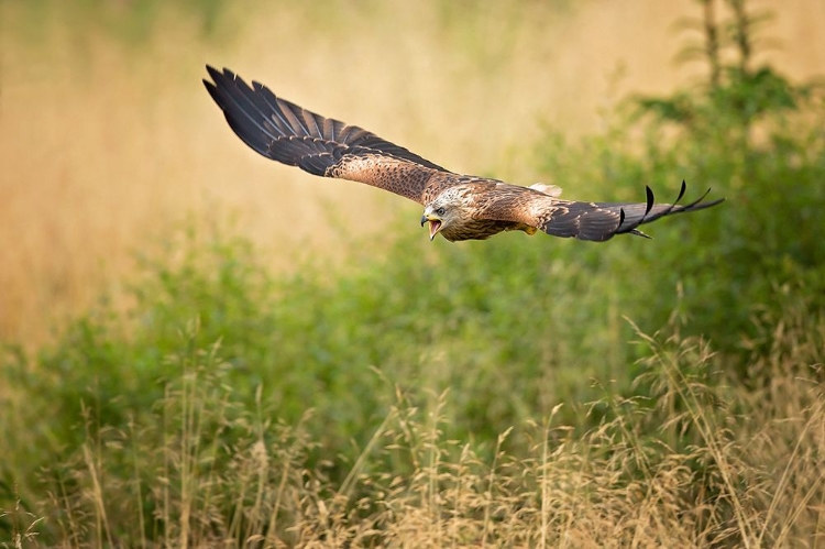 Picture of RED KITE