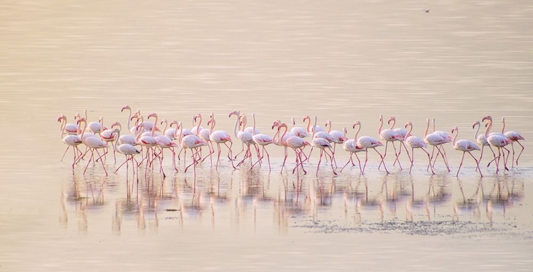 Picture of MARCHING PINKS