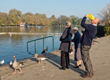 Picture of THE DUCK FEEDERS