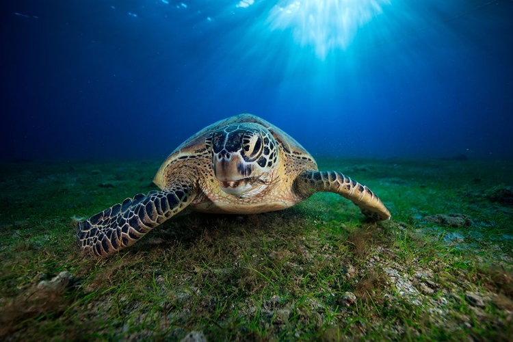 Picture of GREEN TURTLE