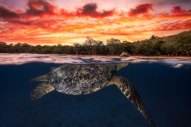 Picture of GREEN TURTLE AND FIRE SKY!