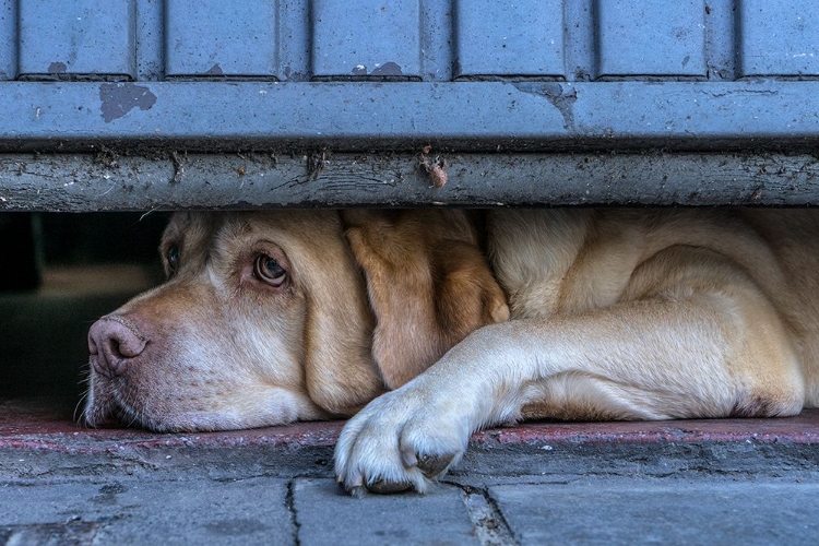 Picture of STREET WATCHER