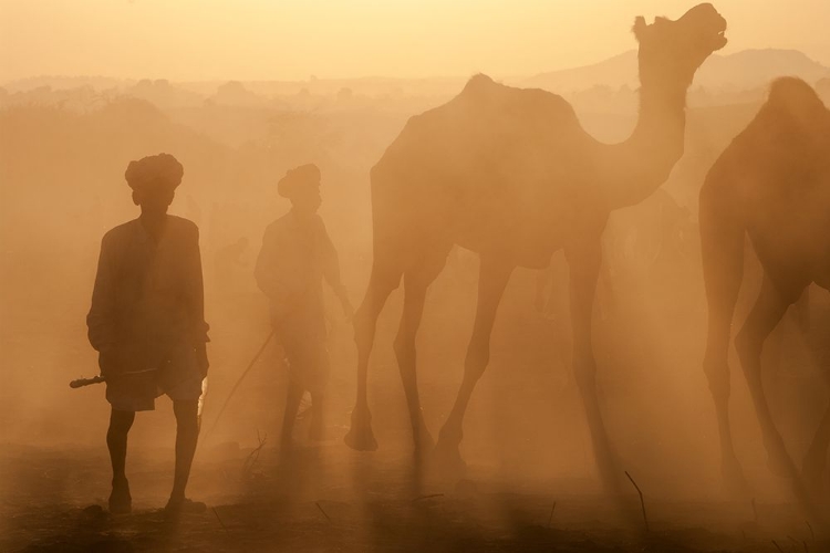 Picture of RAJASTHANI SHEPHERDS