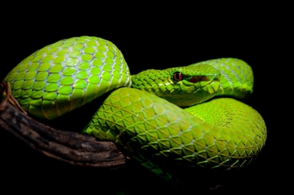 Picture of TRIMERESURUS POPEIORUM - POPES PIT VIPER