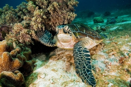 Picture of SEA TURTLE