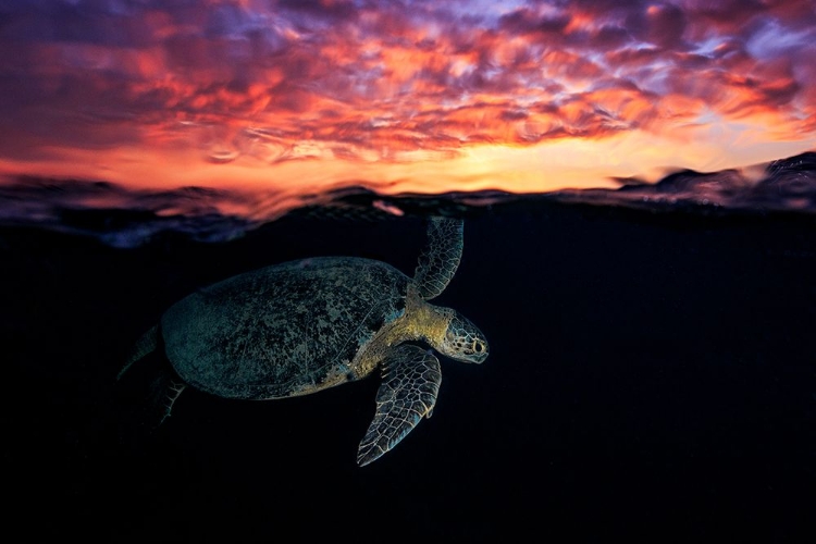 Picture of SUNSET TURTLE