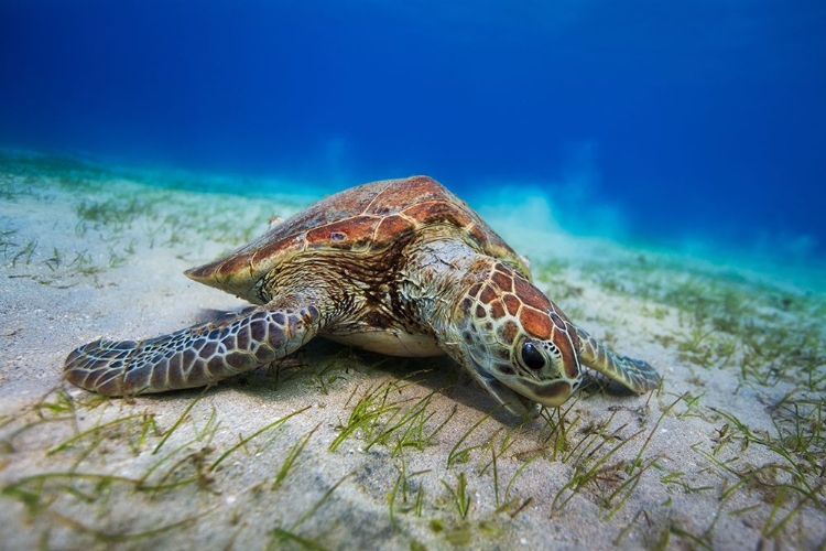 Picture of GREEN TURTLE