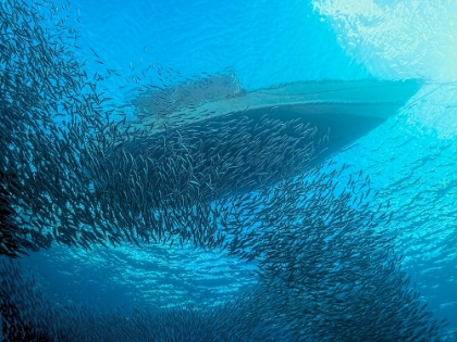 Picture of SARDINES UNDER THE BOAT