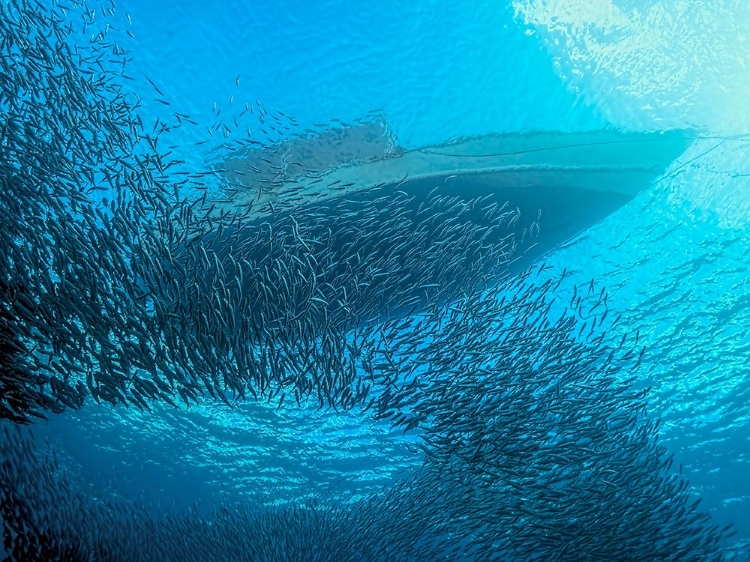 Picture of SARDINES UNDER THE BOAT