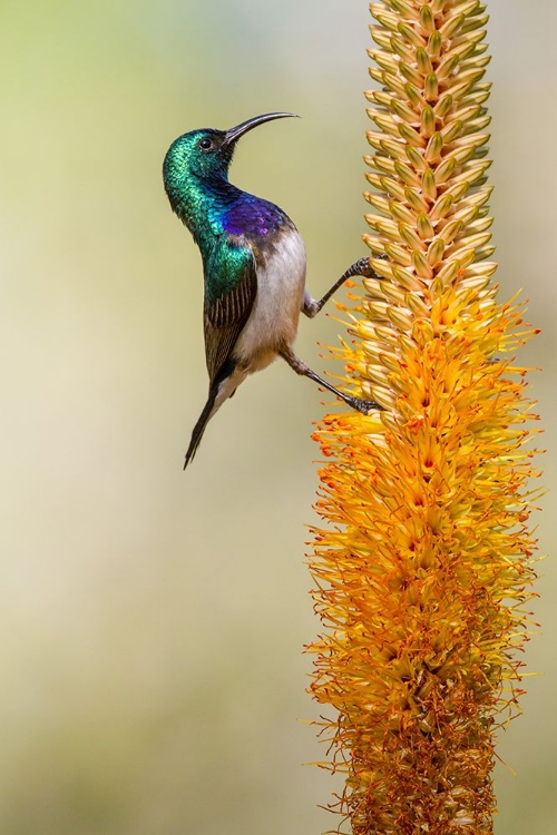 Picture of FLOWER CLIMBING