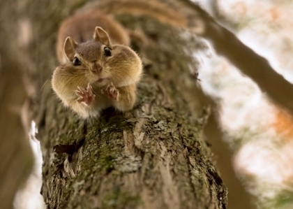 Picture of DONT YOU EVEN TRY TO GRAB MY NUTS!