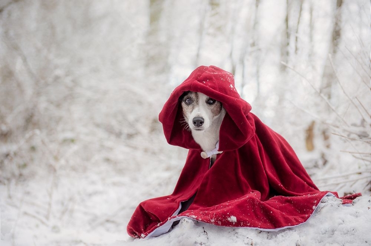 Picture of LITTLE RED RIDING HOOD IN WINTER