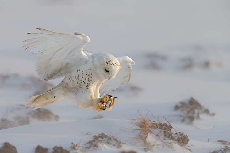 Picture of LANDING