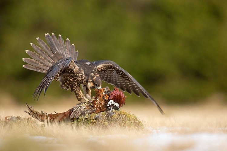 Picture of PEREGRINE FALCON