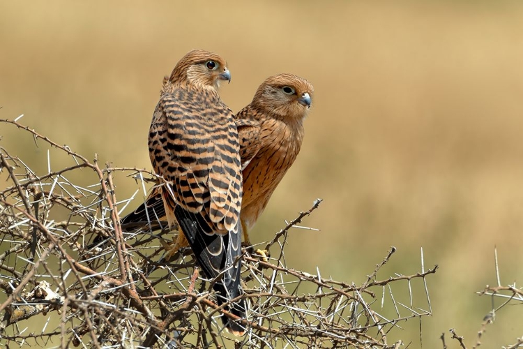 Picture of KESTRELS COUPLE