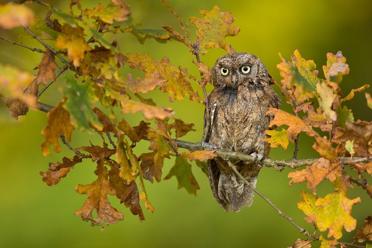 Picture of EURASIAN SCOPS OWL