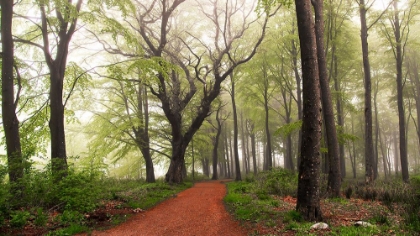 Picture of FOLLOW THE RED PATH.